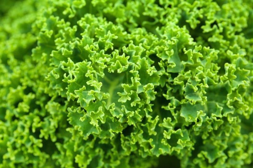 kale cabbage