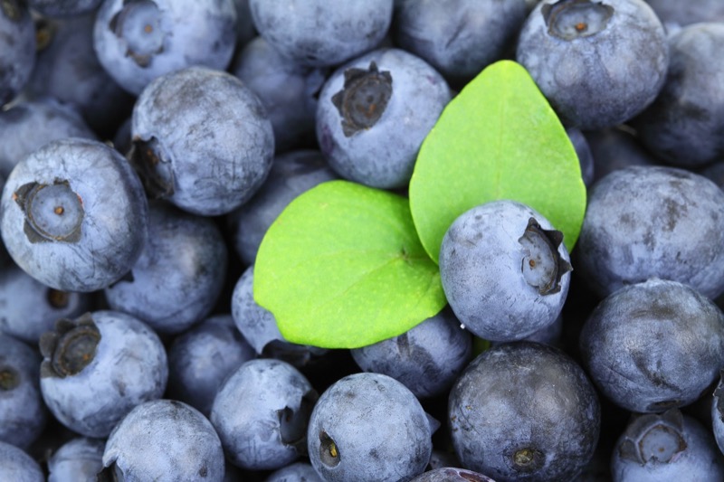 blueberries-healthexcellence